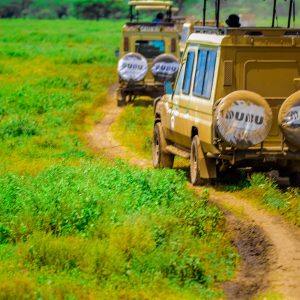 Mikumi and Ruaha Safari