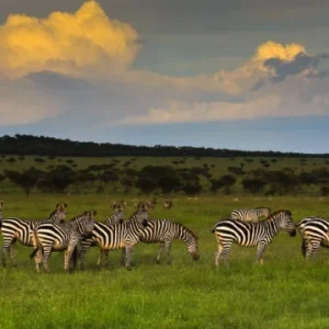 5 days grummet luxury safari Tanzania Destinations