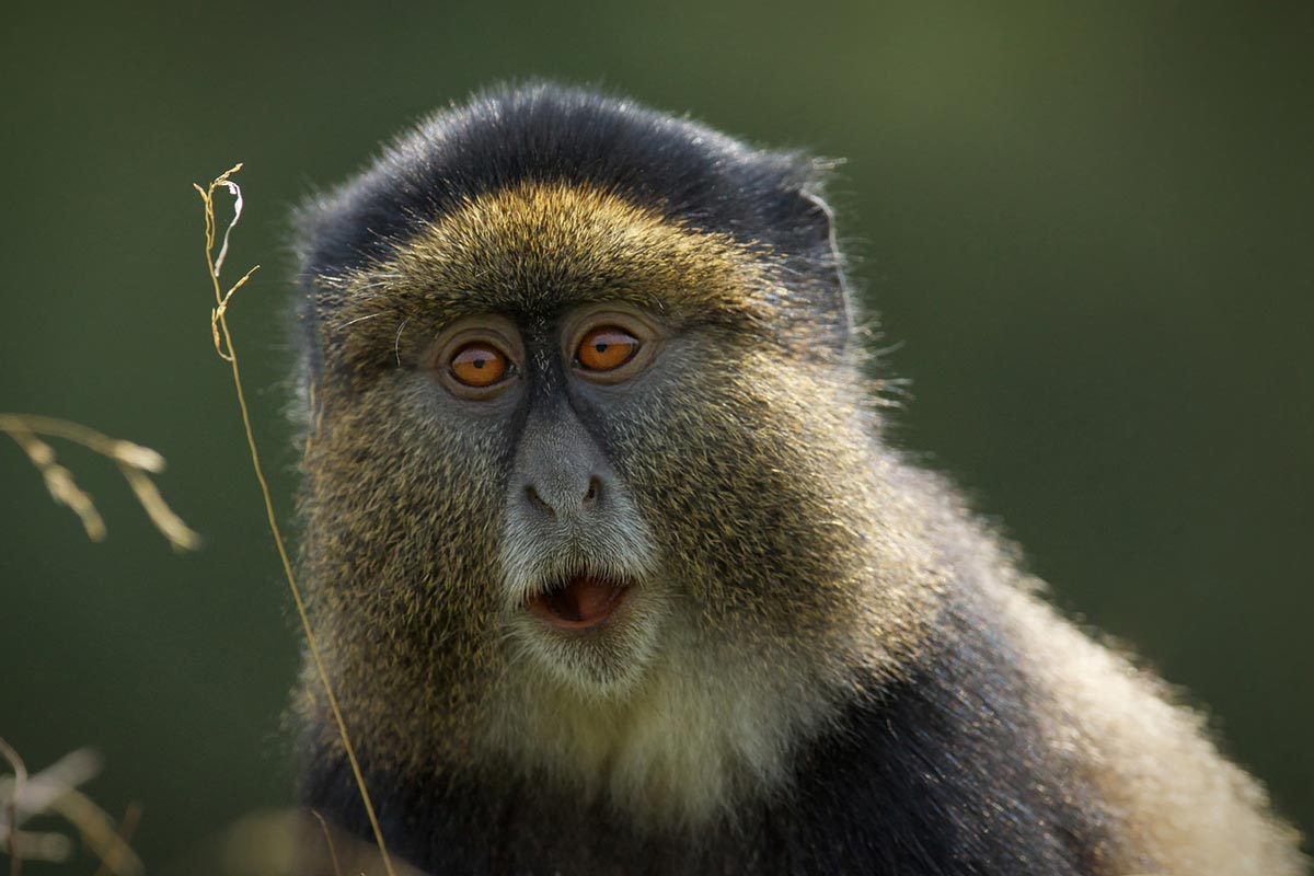 Rwanda safaris, Rwanda gorilla trekking